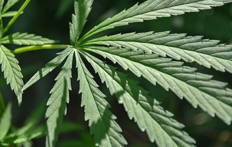 Lutte à la culture extérieure illicite de cannabis : les policiers à l'affût durant toute la saison