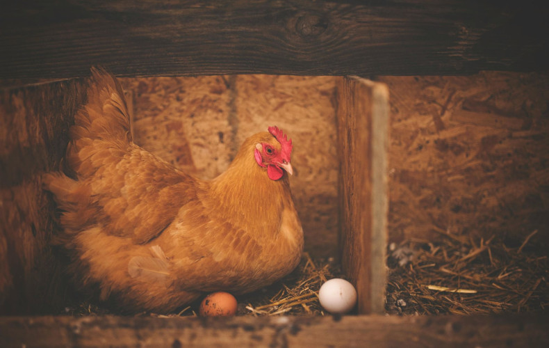 Avian Influenza: Protect your Birds